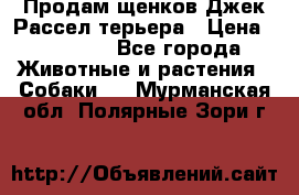 Продам щенков Джек Рассел терьера › Цена ­ 25 000 - Все города Животные и растения » Собаки   . Мурманская обл.,Полярные Зори г.